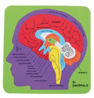 FIXO - GOMA EVA PUZZLE 21,2x21,5 cm. SISTEMA CEREBRAL (Ref.5032/68003600)