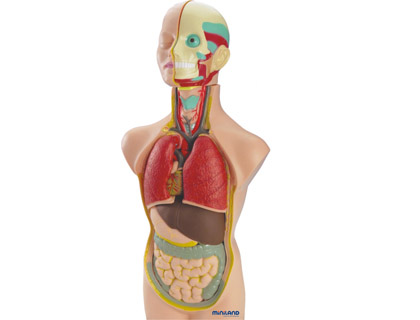 [9068602] MINILAND - Juego anatomia humana 11 piezas 50 cm (Ref. 99020)