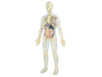 [2068604] MINILAND - Juego anatomia humana 45 piezas 56 cm (Ref. 99060)