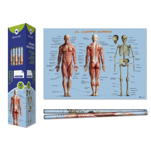 BISMARK - POSTER CUERPO HUMANO 70X100 CM (Ref.328695)