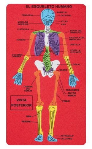 FIXO - GOMA EVA PUZZLE 15,7x28 cm. ESQUELETO HUMANO (Ref.5031/68003500)