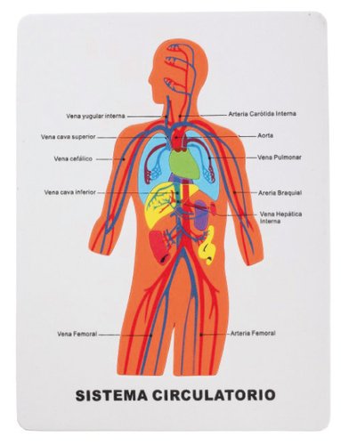 FIXO - GOMA EVA PUZZLE 22,5x28 cm. SISTEMA CIRCULATORIO (Ref.5029/68003300)