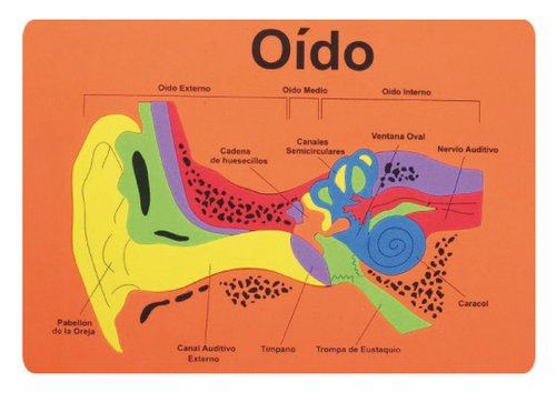 FIXO - GOMA EVA PUZZLE 26x36 cm. SISTEMA AUDITIVO (Ref.5026/68003000)