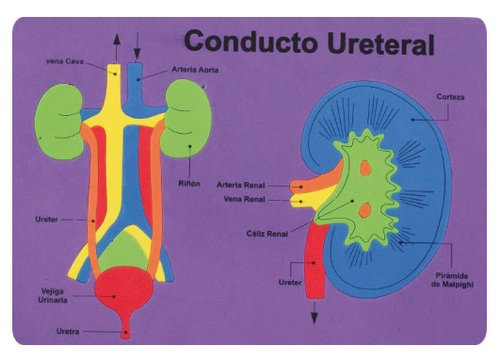 FIXO - GOMA EVA PUZZLE 26x36 cm. SISTEMA RENAL (Ref.5027/68003100)